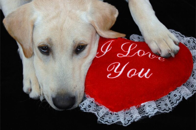 yellow lab with a valentine.