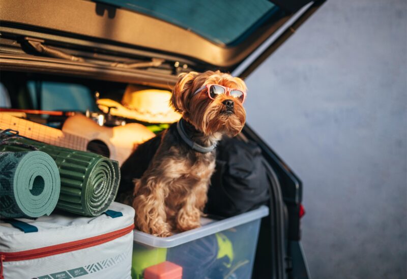 small dog with sunglasses sitting on emergency travel kit