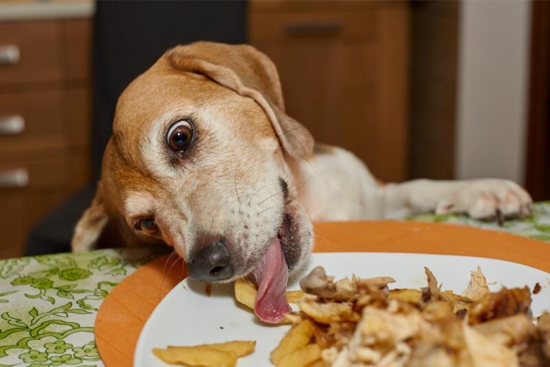 Thanksgiving and Pets.