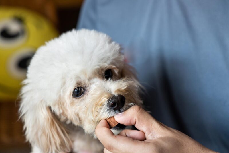 Worms in Dogs.